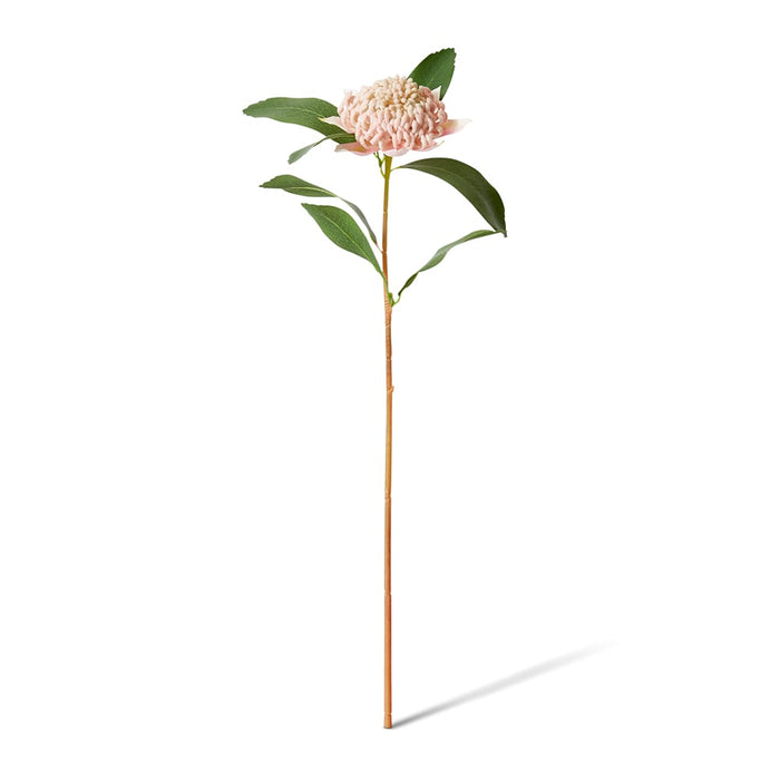 Waratah Flower Stem Pack of 12 - Pink, 69cm (H)