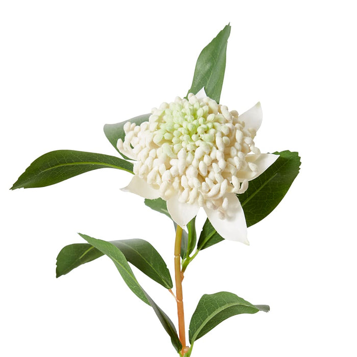 Waratah Flower Stem Pack of 12 - White, 69cm (H)