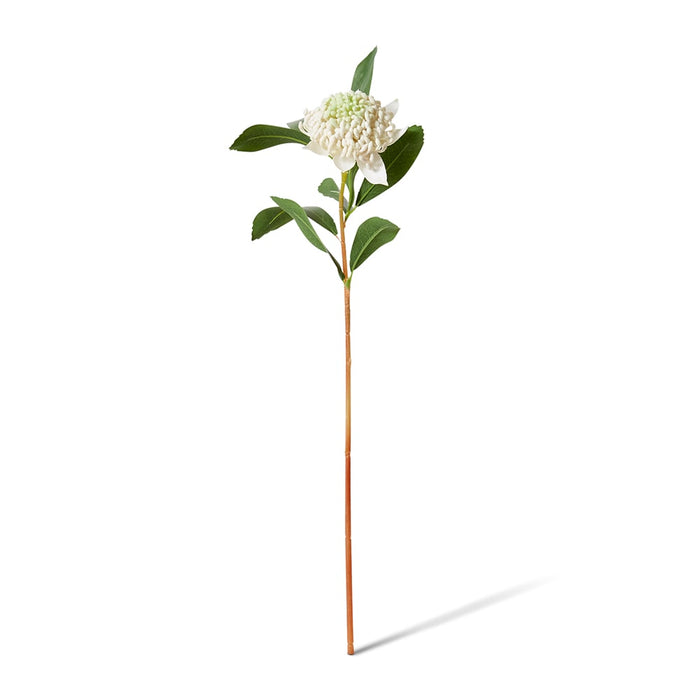 Waratah Flower Stem Pack of 12 - White, 69cm (H)