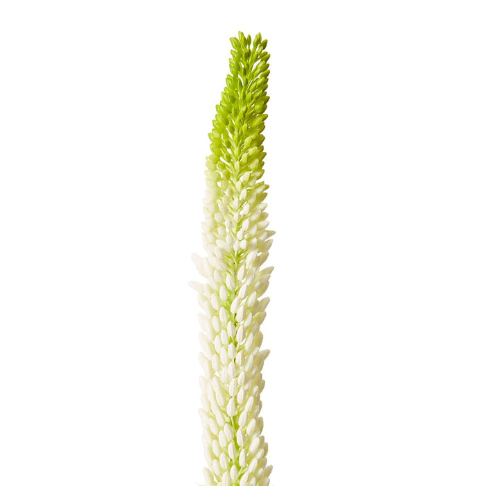 Foxtail Lily Stem Pack of 12 - Green/White, 84cm (H)