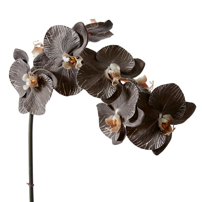 Phalaenopsis Orchid Stem Pack of 12 - Black, 95cm (H)