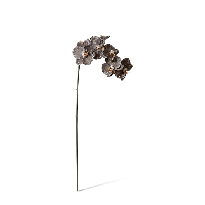 Phalaenopsis Orchid Stem Pack of 12 - Black, 95cm (H)