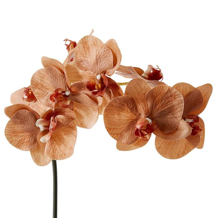 Phalaenopsis Orchid Stem Pack of 12 - Brown, 95cm (H)
