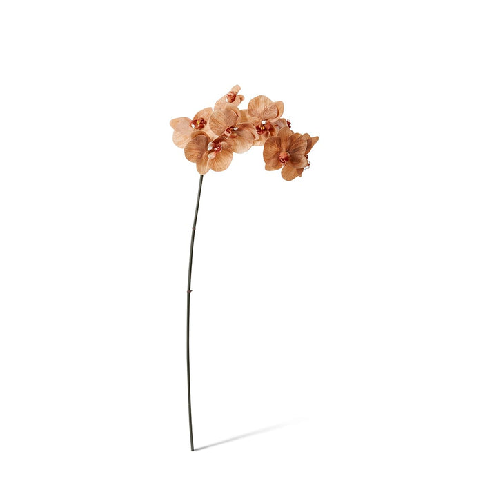 Phalaenopsis Orchid Stem Pack of 12 - Brown, 95cm (H)