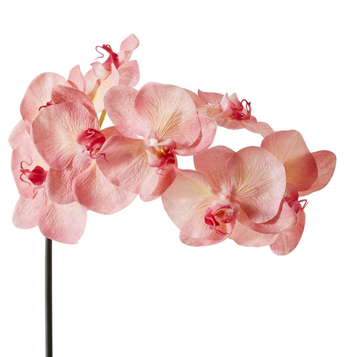 Phalaenopsis Orchid Stem Pack of 12 - Pink, 95cm (H)