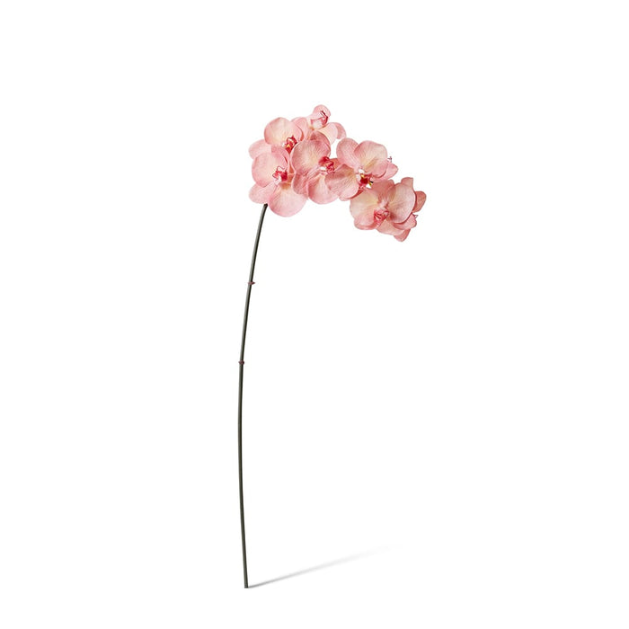 Phalaenopsis Orchid Stem Pack of 12 - Pink, 95cm (H)