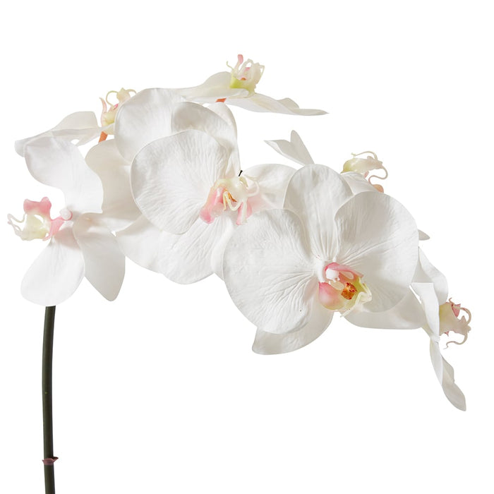 Phalaenopsis Orchid Stem Pack of 12 - Pink/White, 95cm (H)