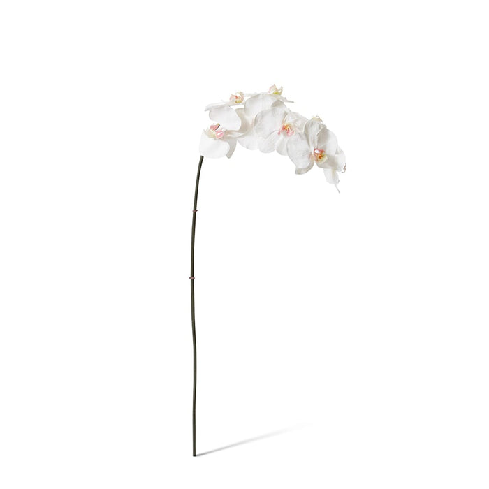 Phalaenopsis Orchid Stem Pack of 12 - Pink/White, 95cm (H)