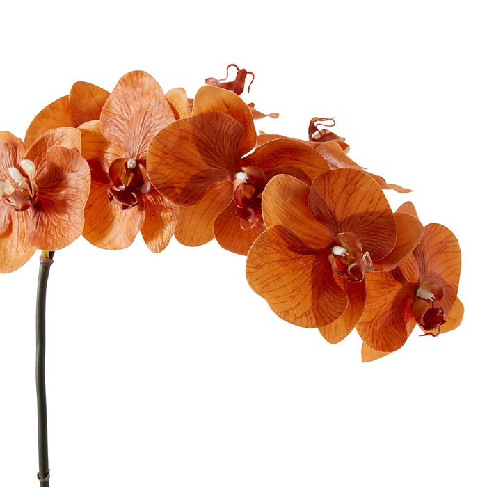 Phalaenopsis Orchid Stem Pack of 12 - Rust, 95cm (H)