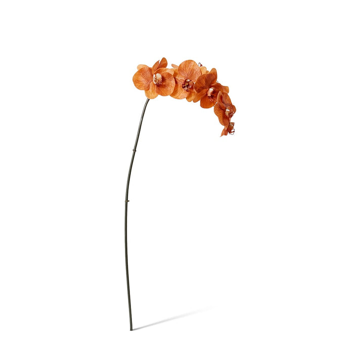 Phalaenopsis Orchid Stem Pack of 12 - Rust, 95cm (H)