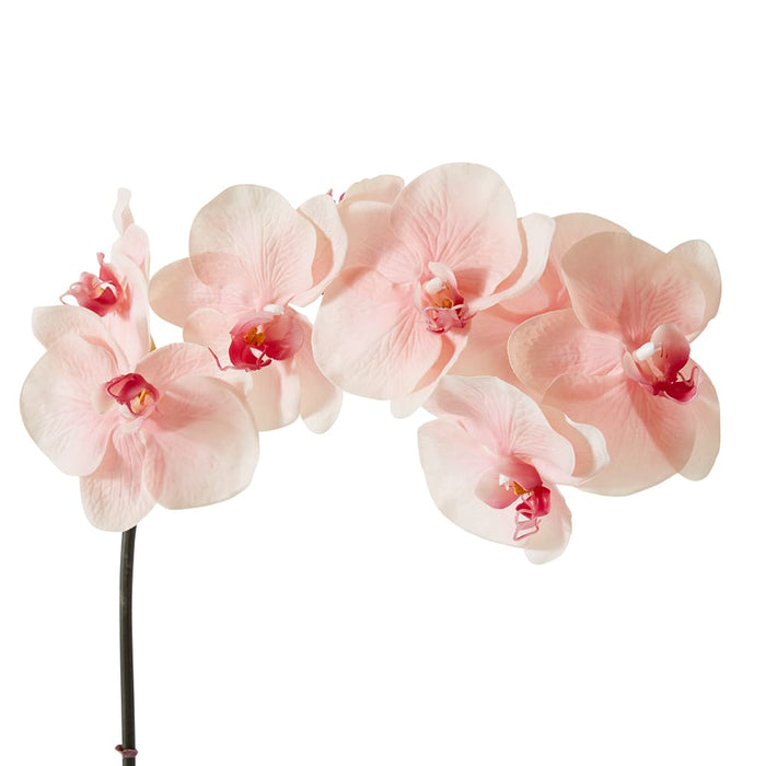 Phalaenopsis Orchid Stem Pack of 12 - Soft Pink, 95cm (H)