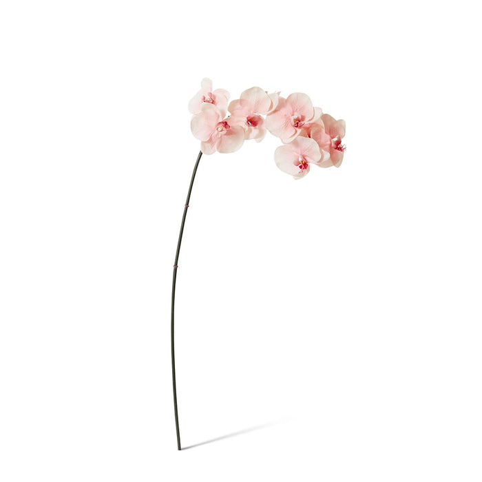 Phalaenopsis Orchid Stem Pack of 12 - Soft Pink, 95cm (H)