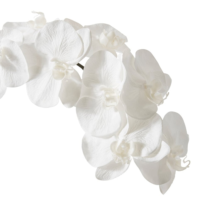 Phalaenopsis Orchid Stem Pack of 12 - White, 95cm (H)