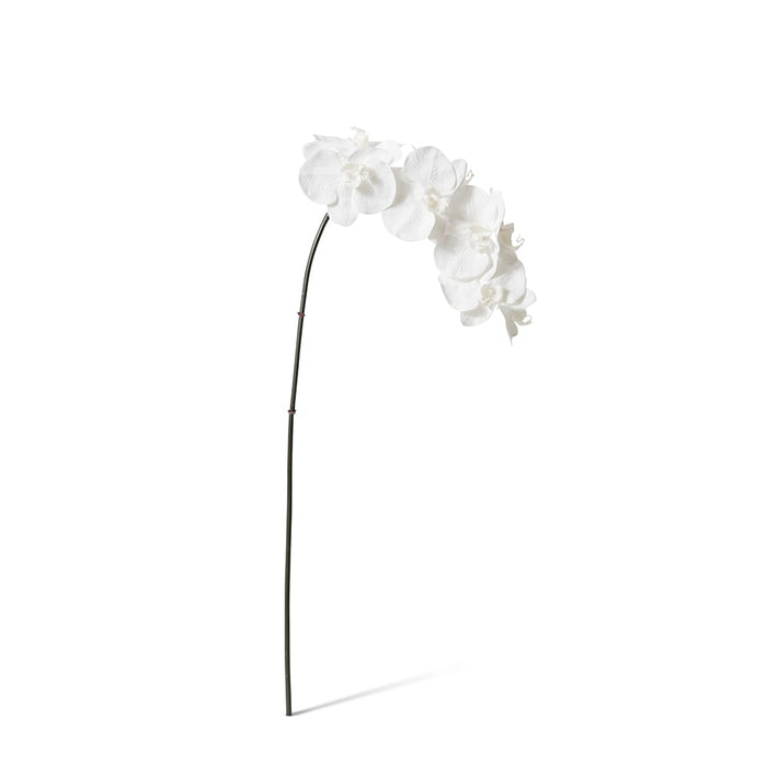 Phalaenopsis Orchid Stem Pack of 12 - White, 95cm (H)