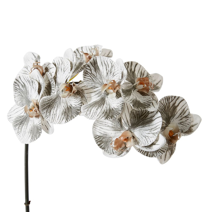 Phalaenopsis Orchid Stem Pack of 12 - White/Black, 95cm (H)