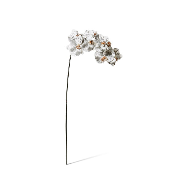 Phalaenopsis Orchid Stem Pack of 12 - White/Black, 95cm (H)