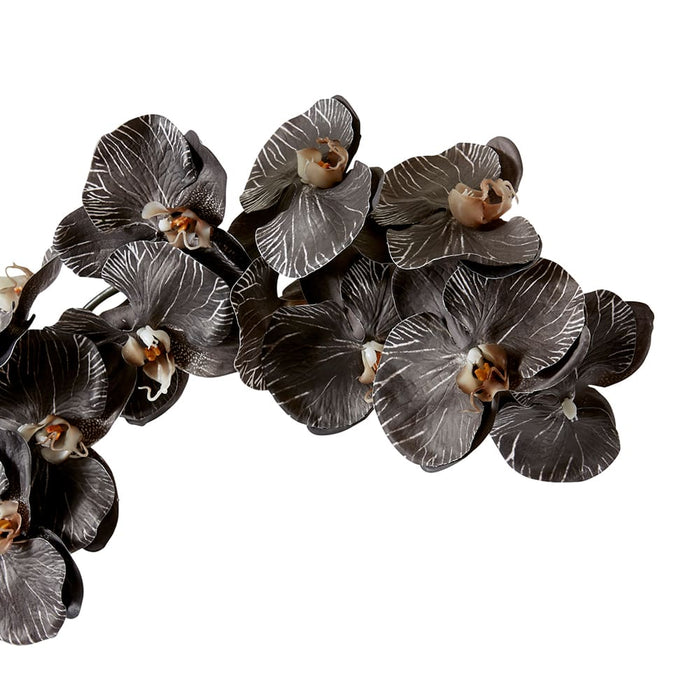 Phalaenopsis Orchid Stem Pack of 12 - Black, 112cm (H)