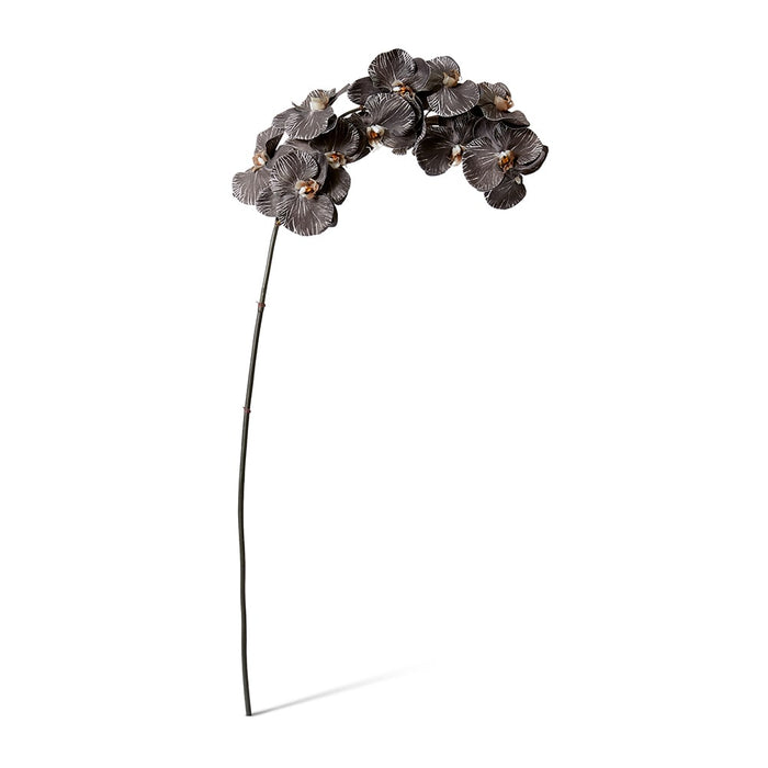 Phalaenopsis Orchid Stem Pack of 12 - Black, 112cm (H)