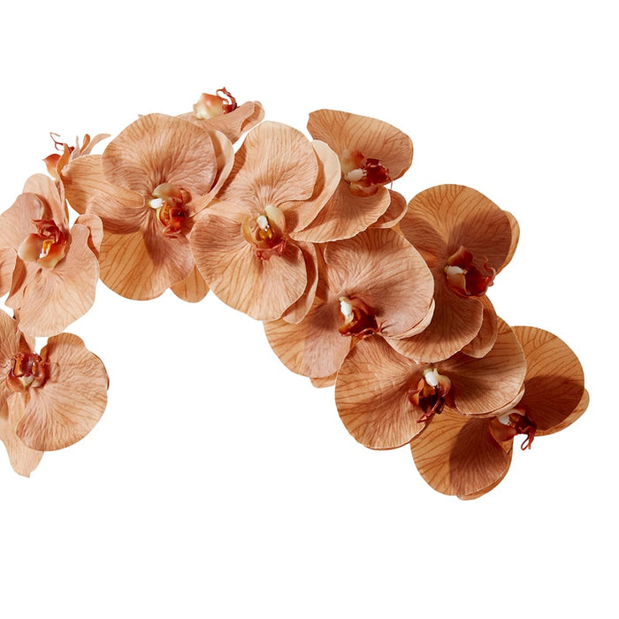 Phalaenopsis Orchid Stem Pack of 12 - Brown, 112cm (H)