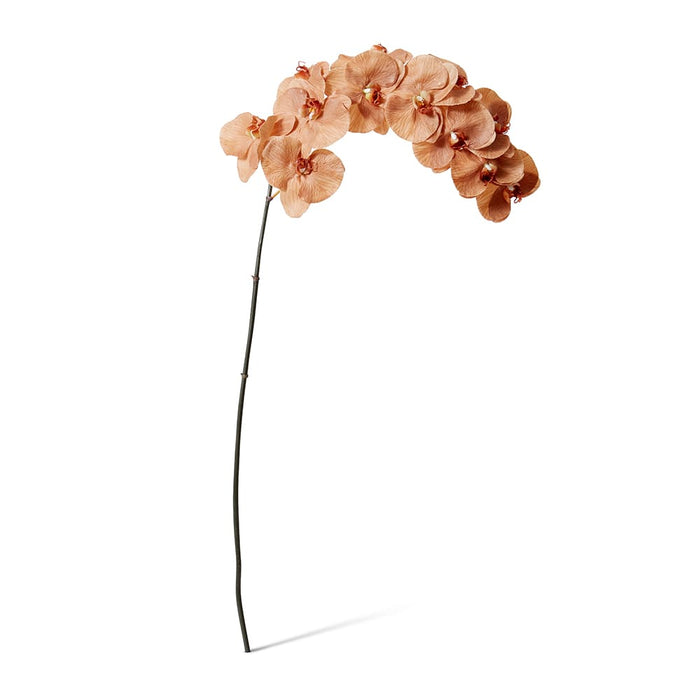 Phalaenopsis Orchid Stem Pack of 12 - Brown, 112cm (H)