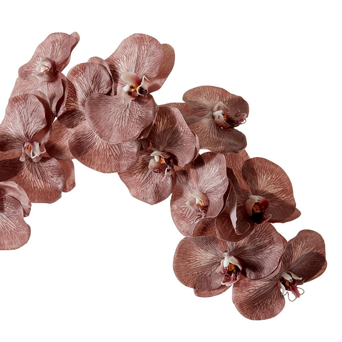 Phalaenopsis Orchid Stem Pack of 12 - Dark Brown, 112cm (H)
