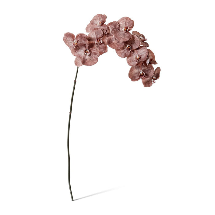 Phalaenopsis Orchid Stem Pack of 12 - Dark Brown, 112cm (H)