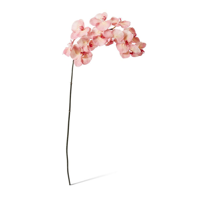 Phalaenopsis Orchid Stem Pack of 12 - Pink, 112cm (H)