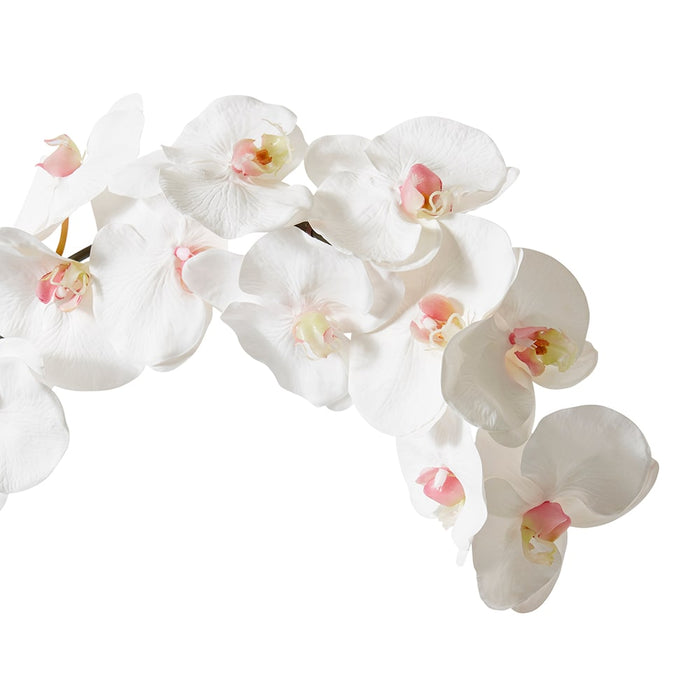 Phalaenopsis Orchid Stem Pack of 12 - Pink/White, 112cm (H)