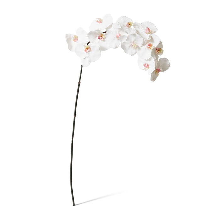 Phalaenopsis Orchid Stem Pack of 12 - Pink/White, 112cm (H)