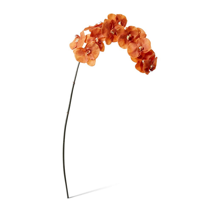 Phalaenopsis Orchid Stem Pack of 12 - Rust, 112cm (H)