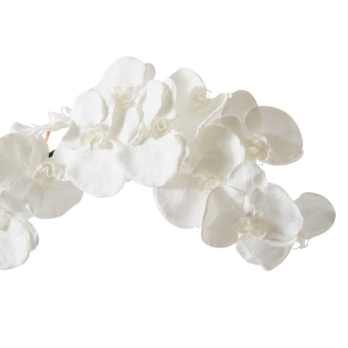 Phalaenopsis Orchid Stem Pack of 12 - White, 112cm (H)