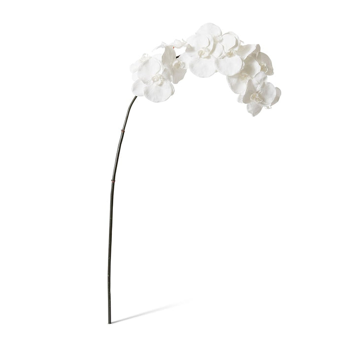 Phalaenopsis Orchid Stem Pack of 12 - White, 112cm (H)