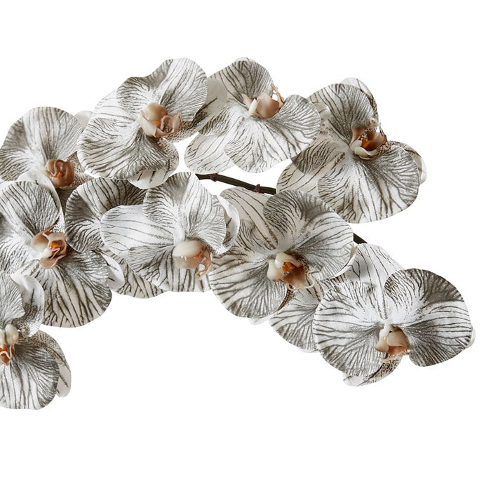 Phalaenopsis Orchid Stem Pack of 12 - White/Black, 112cm (H)