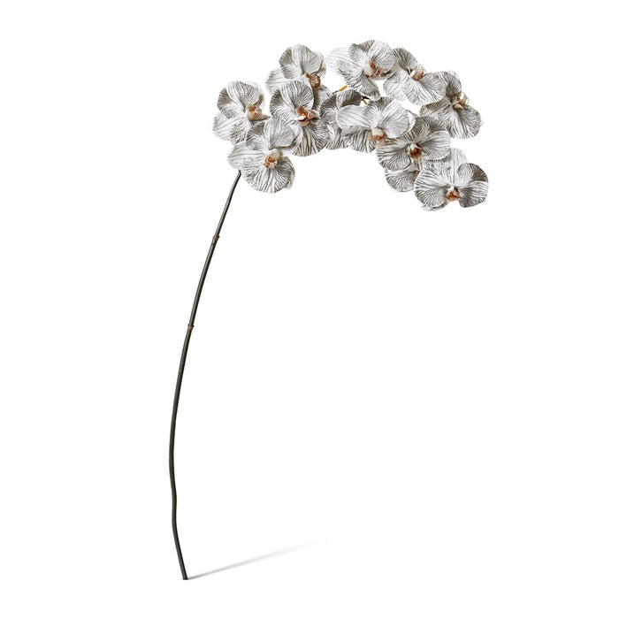 Phalaenopsis Orchid Stem Pack of 12 - White/Black, 112cm (H)