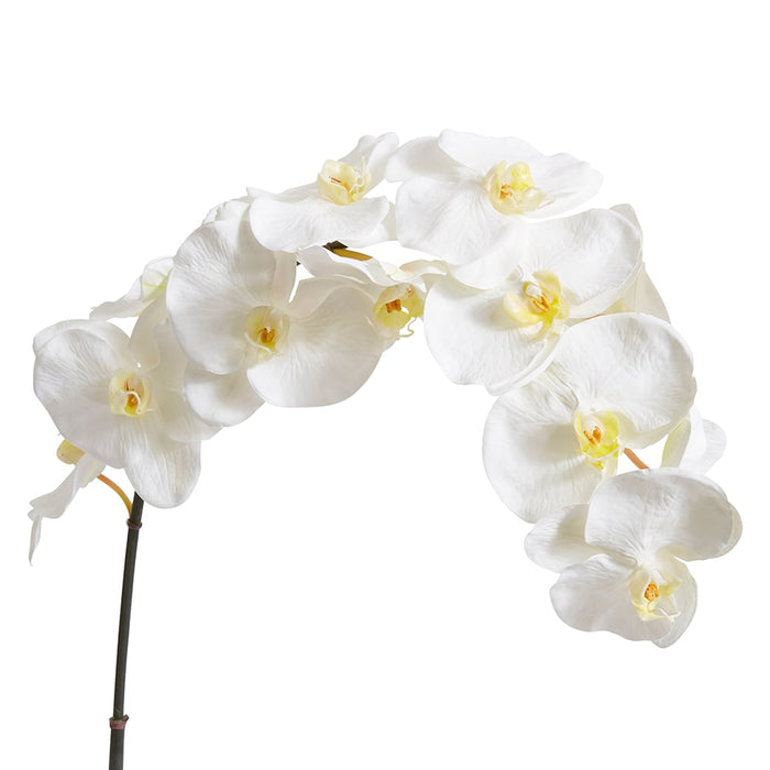 Phalaenopsis Orchid Stem Pack of 12 - Yellow/White, 112cm (H)