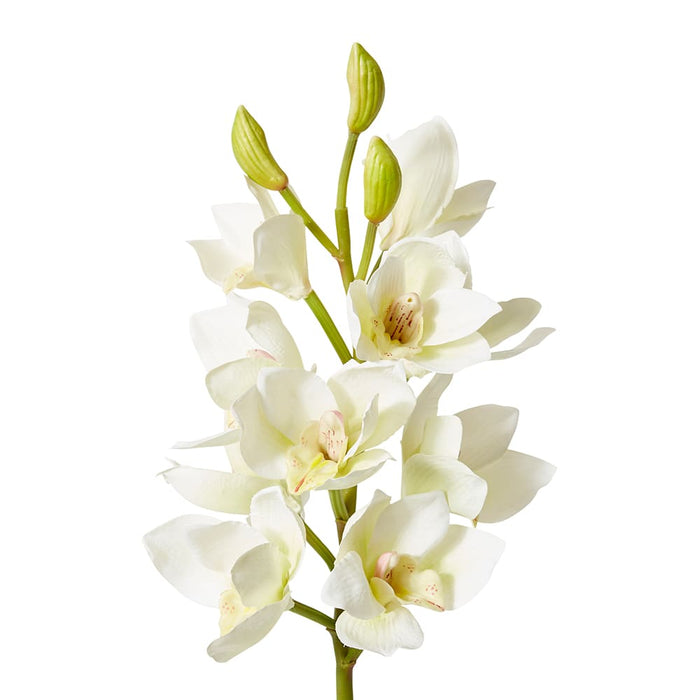Orchid Cymbidium Spray Pack of 12 - White, 61cm (H)