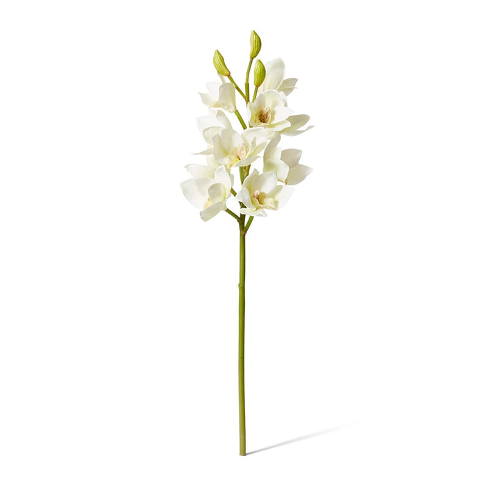 Orchid Cymbidium Spray Pack of 12 - White, 61cm (H)