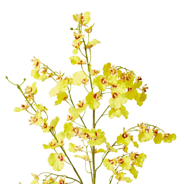 Orchid Dancing Spray Pack of 12 - Yellow, 102cm (H)