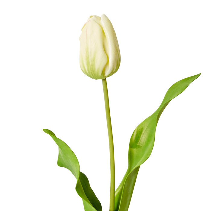Tulip Dutch Stem Pack of 12 - Green, 57cm (H)