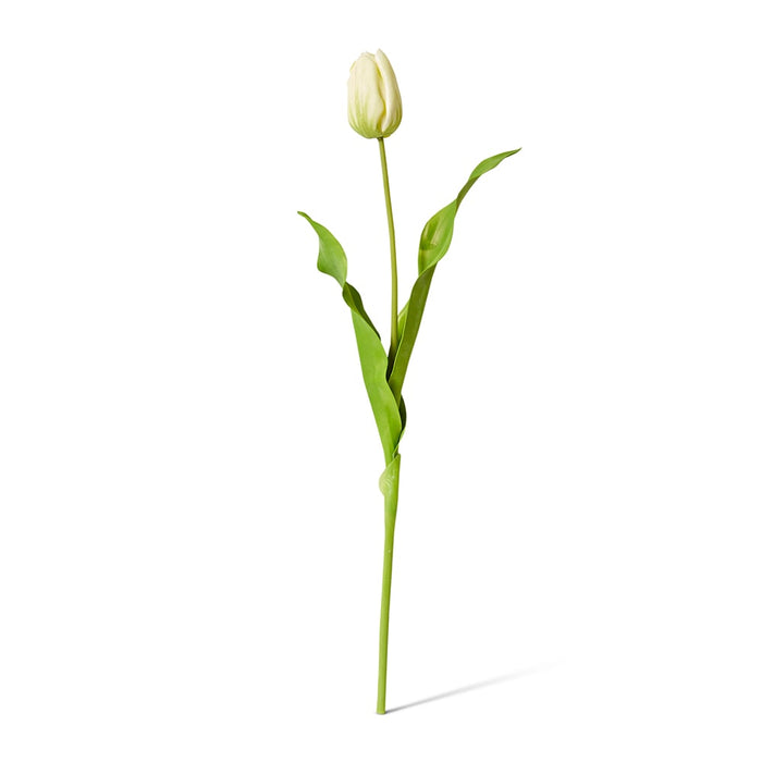 Tulip Dutch Stem Pack of 12 - Green, 57cm (H)