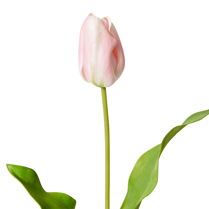 Tulip Dutch Stem Pack of 12 - Pink, 57cm (H)