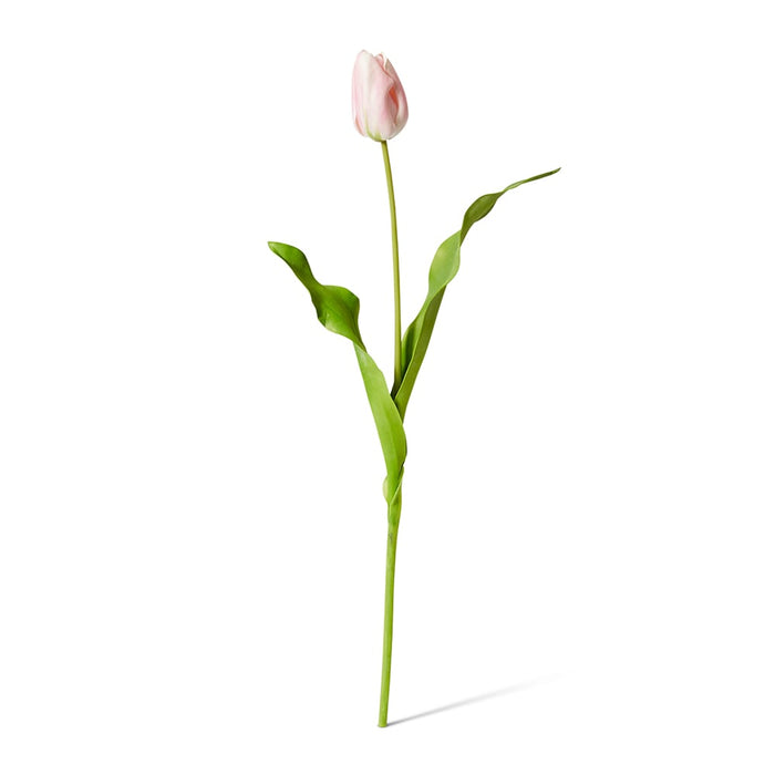 Tulip Dutch Stem Pack of 12 - Pink, 57cm (H)