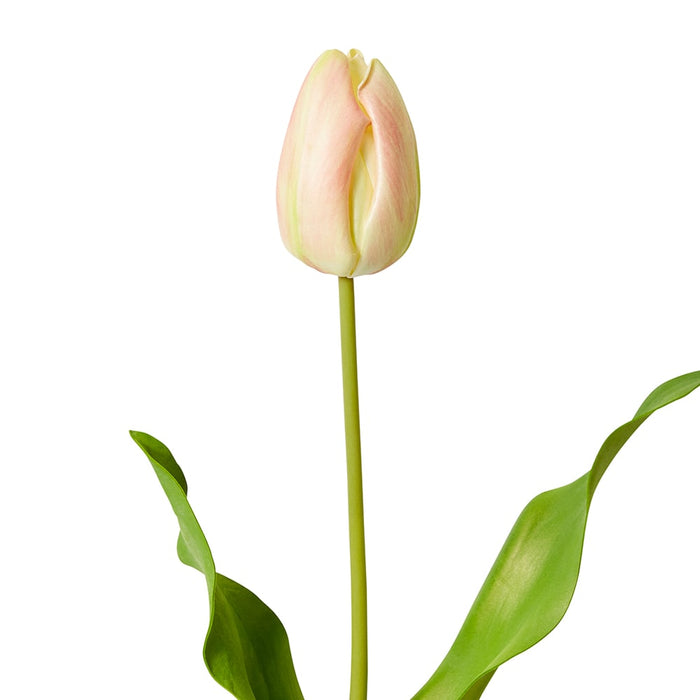 Tulip Dutch Stem Pack of 12 - Pink/Green, 57cm (H)