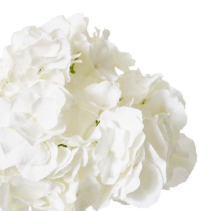 Hydrangea Stem Pack of 6 - White, 53cm (H)