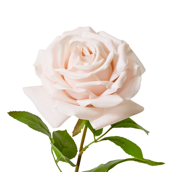 Rose Garden Stem (RT) Pack of 12 - Blush Pink, 66cm (H)
