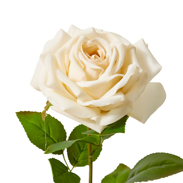 Rose Garden Stem (RT) Pack of 12 - Champagne, 66cm (H)