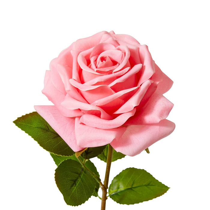Rose Garden Stem (RT) Pack of 12 - Dark Pink, 66cm (H)