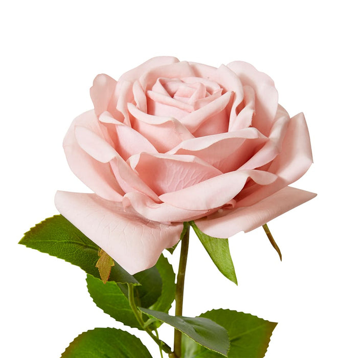 Rose Garden Stem (RT) Pack of 12 - Dusty Pink, 66cm (H)