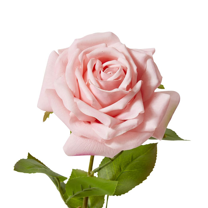 Rose Garden Stem (RT) Pack of 12 - Pink, 66cm (H)