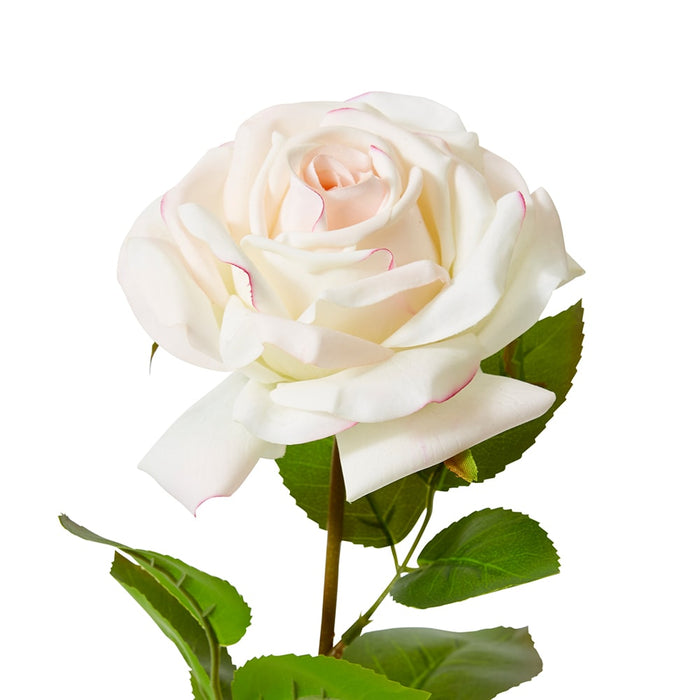 Rose Garden Stem (RT) Pack of 12 - Pink/Cream, 66cm (H)